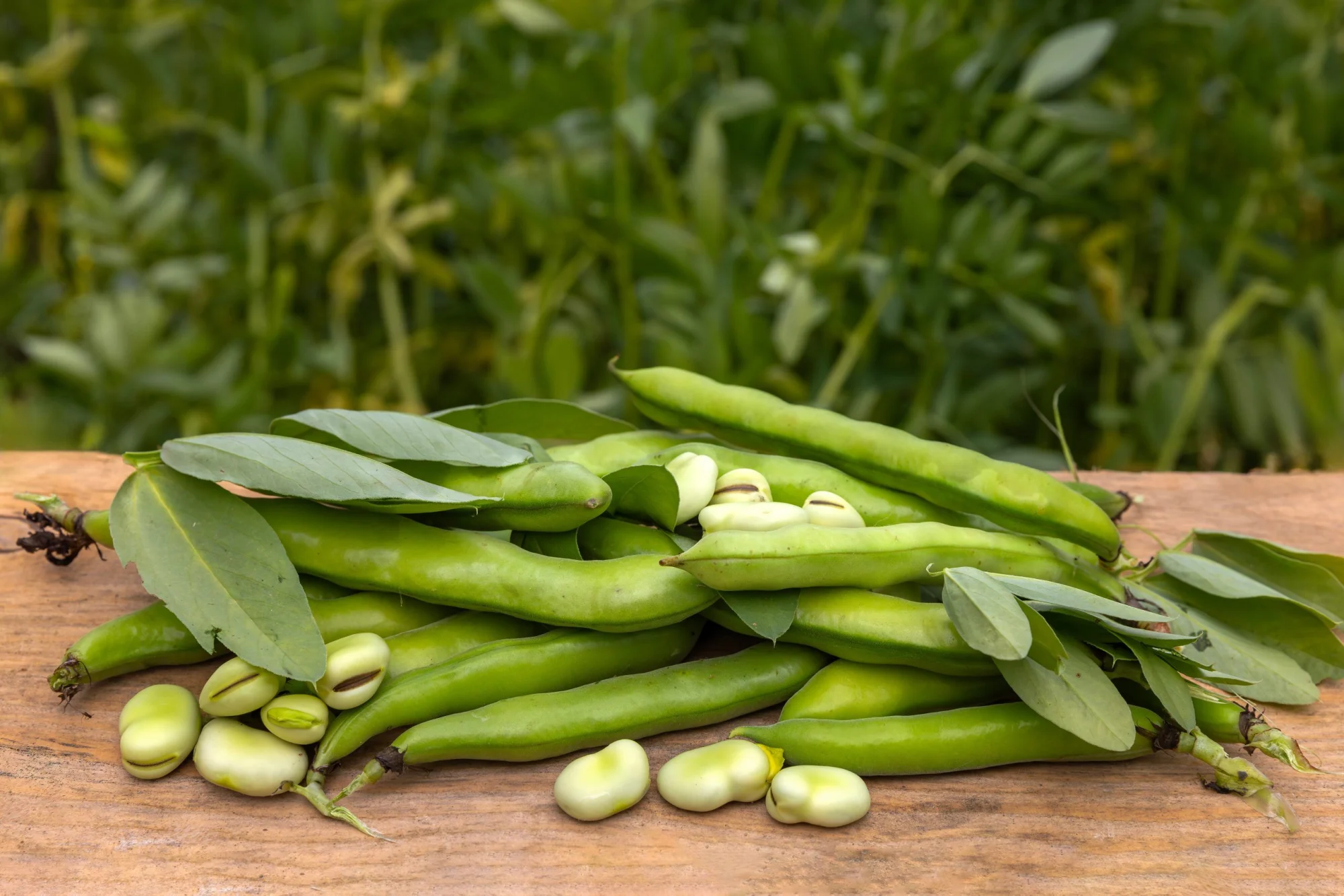 Versatile Fava Beans