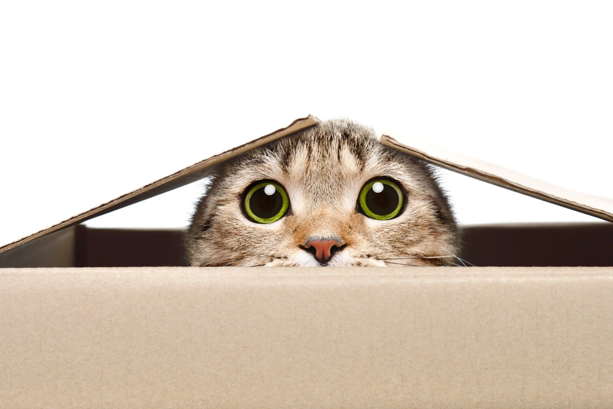 Curiosity Killed the Cat…
