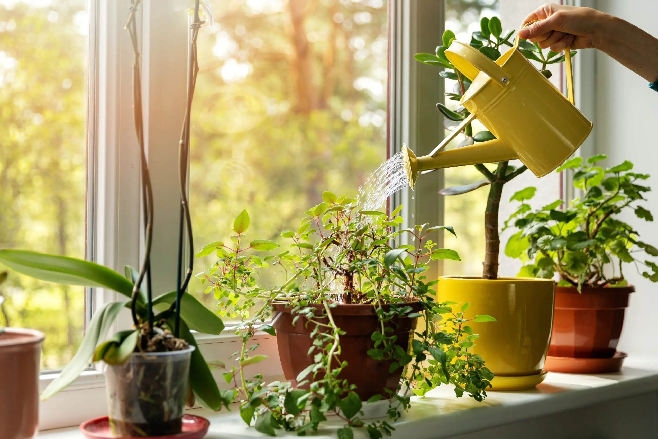 Health Benefits of Indoor Plants